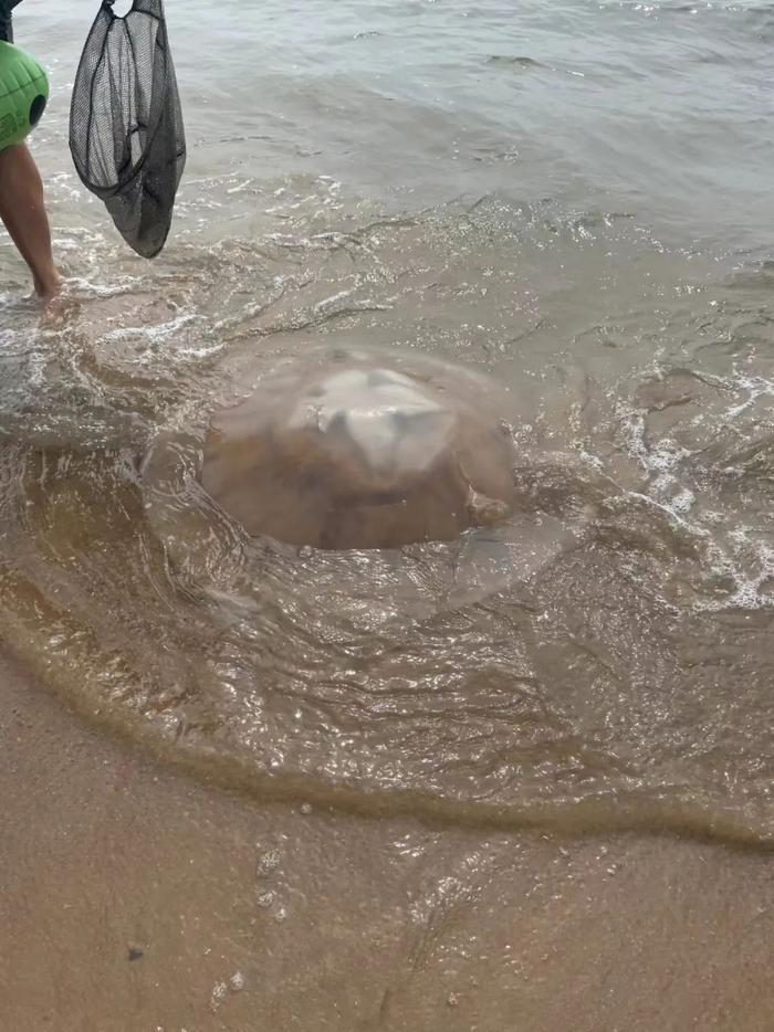 孙明告诉记者,大连周边海域有4种大型水母,近20种小型水母