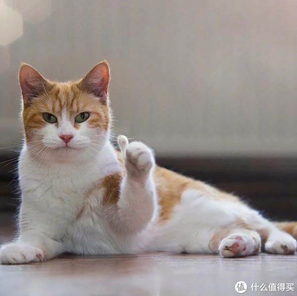 为什么养了一只猫以后,就会接二连三的养猫?