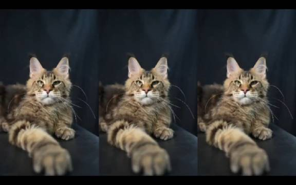 棕色虎斑的缅因猫小弟