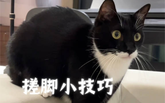 分享一下自我家猫咪搓脚的教学经验,今儿个有实用技巧奉上