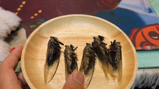 黑蚱蝉/红脉熊蝉cryptotympana atrata
