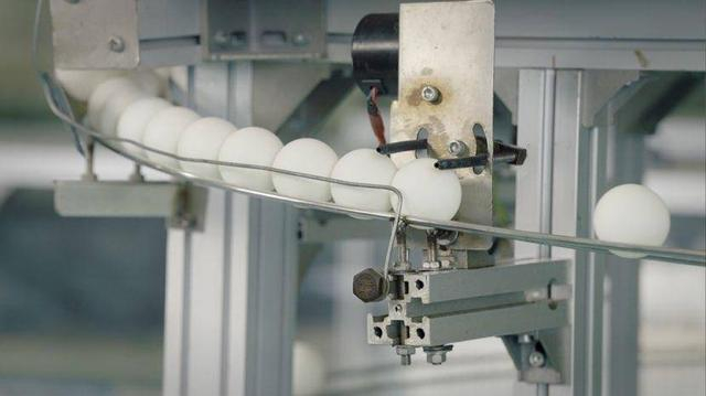 广州从化的工厂内，乒乓球正排队接受弹性测试。冉正鸿｜摄