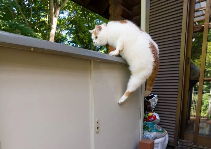 偷感好重的可爱胖猫猫!