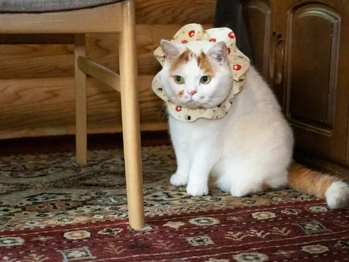 偷感好重的可爱胖猫猫!