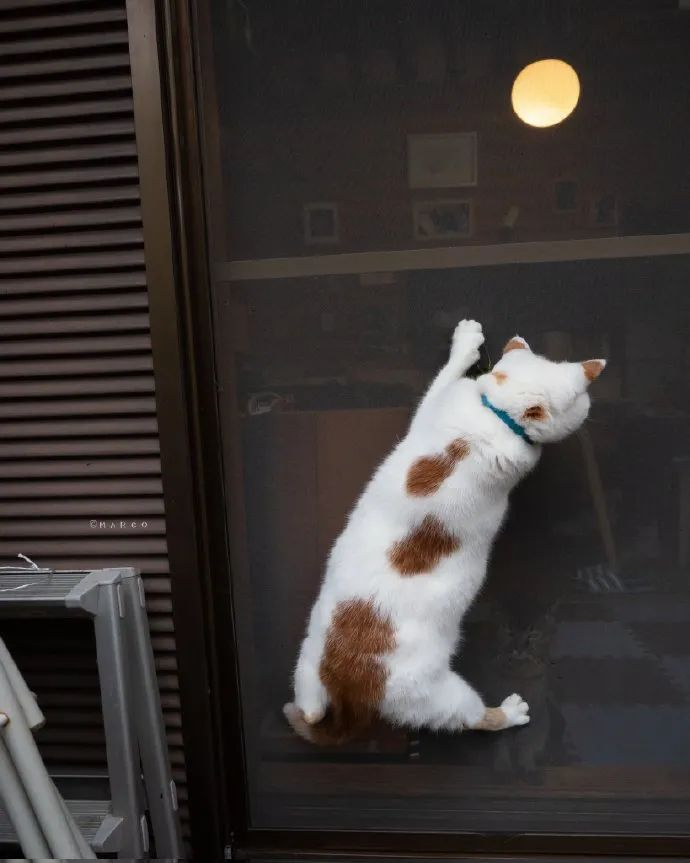 偷感好重的可爱胖猫猫!