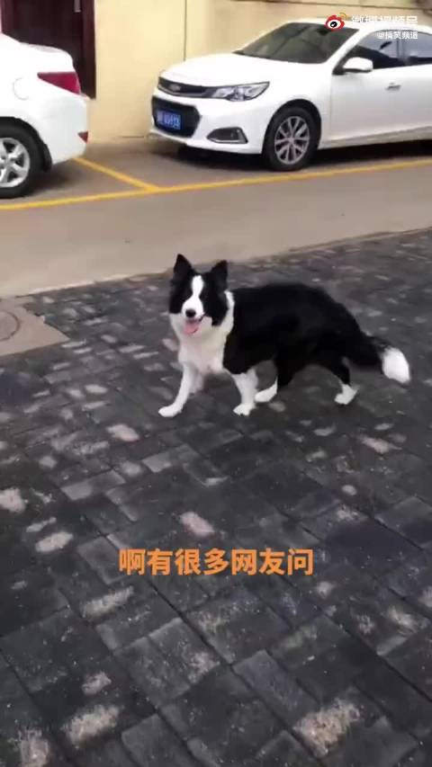 边牧为什么当不了警犬,是因为太聪明了吗