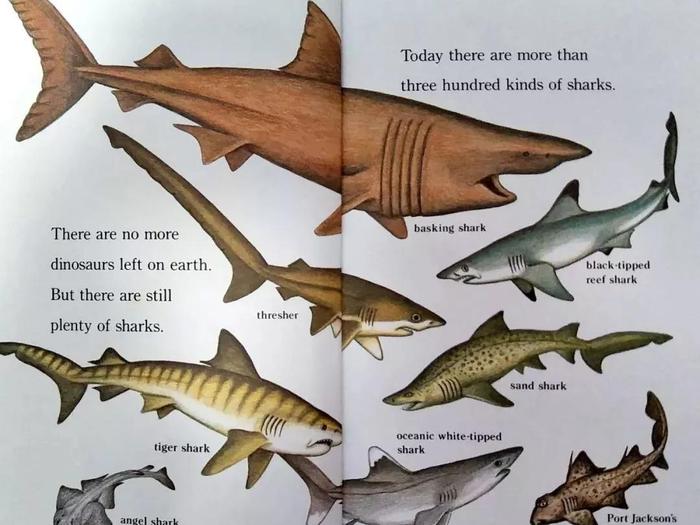 兰登step into reading分级阅读系列 3 hungry ,hungry sharks