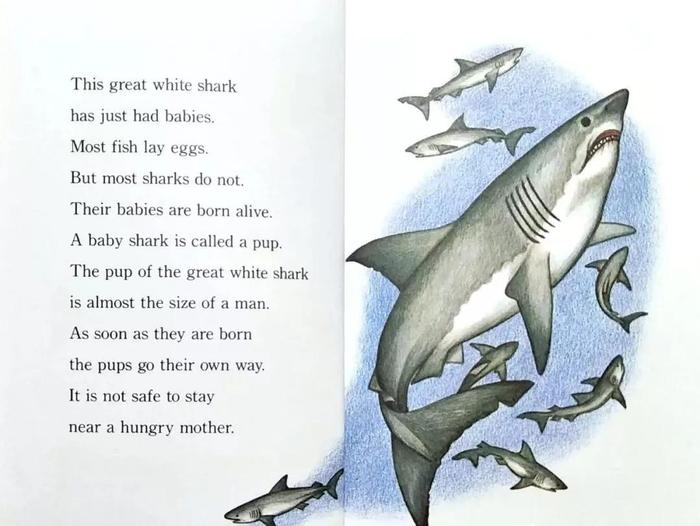 兰登step into reading分级阅读系列 3 hungry ,hungry sharks