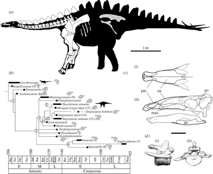 背上长刺的恐龙却用尾巴抽死天敌!