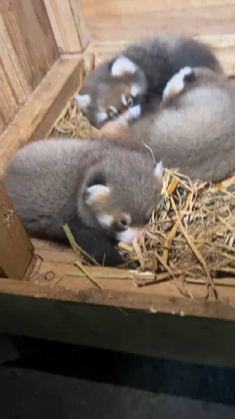 第一次知道小熊猫小时候会猪叫,颜色还是灰灰的