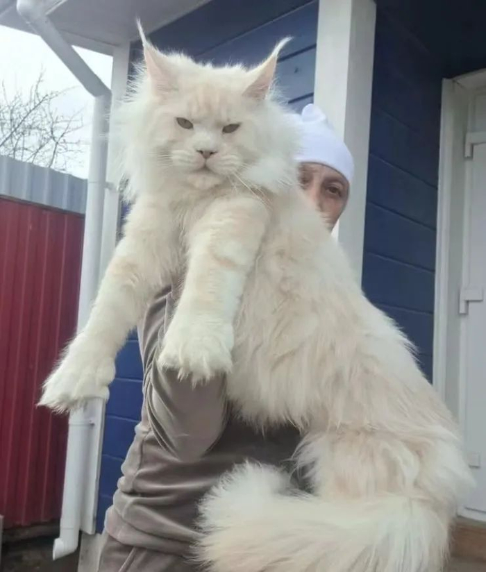 歪果妹子展示巨型猫咪,身长整整1米3…网友震惊:比我上小学的儿子还高