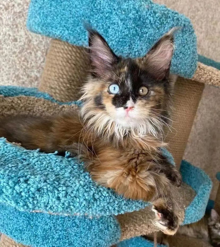 歪果妹子展示巨型猫咪,身长整整1米3…网友震惊:比我上小学的儿子还高