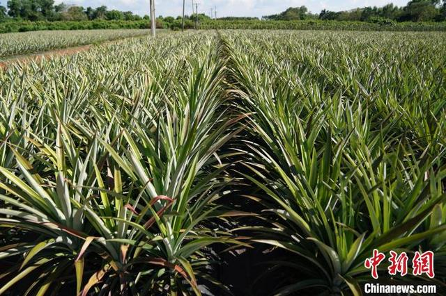 8月5日拍摄的海南省临高县一凤梨种植基地。陈英清 摄