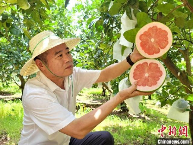 8月5日，在海南省临高县一柚子种植基地，柚子迎来丰收。图为基地总经理邬天赐展示柚子。中新网记者 王晓斌 摄