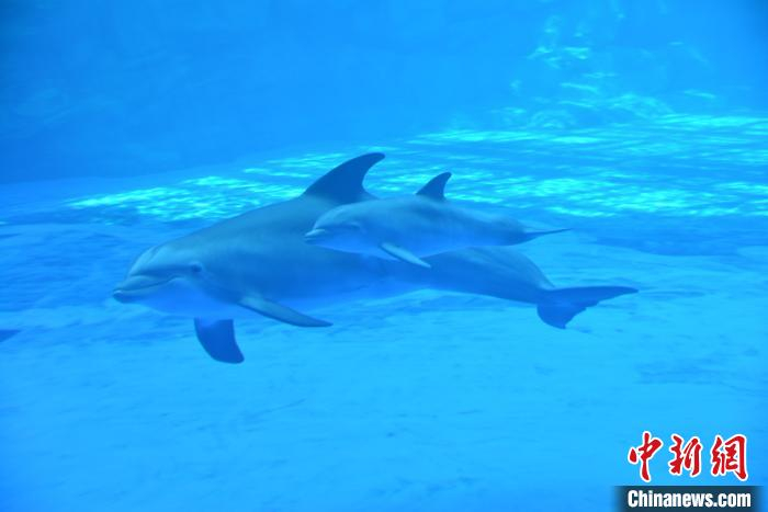 海南新生宽吻海豚已满月 状态健康活泼胆子大