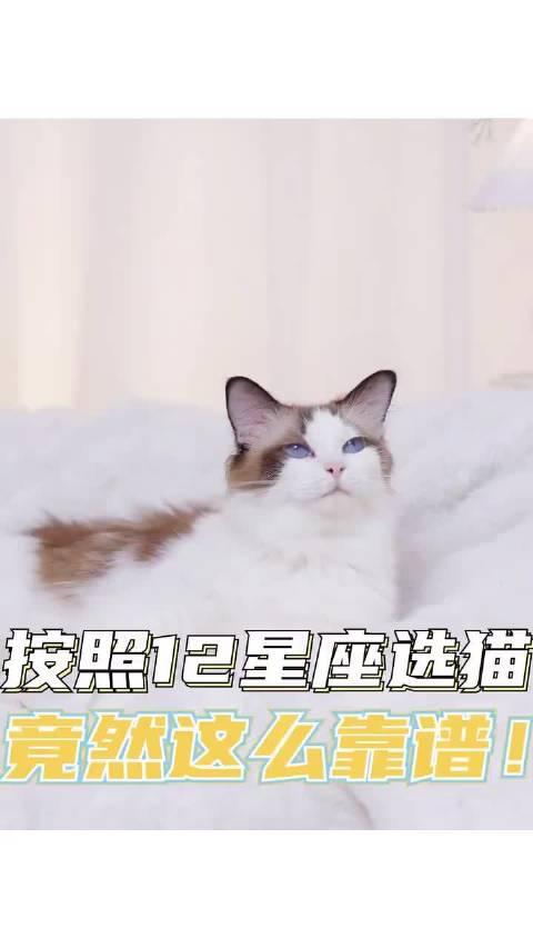 依据12星座来挑选猫咪,竟然如此合适!