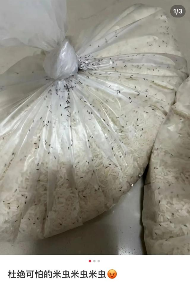 头皮发麻!大量黑虫冒出,近期频发……出现这种情况必须扔
