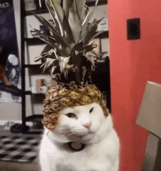 歪果老哥用菠萝给猫做头盔,猫:司道普,你食不食油饼啊!