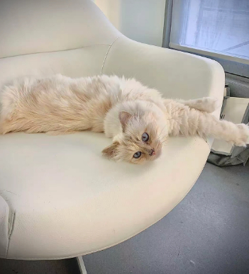 法国小猫身价高达14亿,有佣人别墅和私猫飞机…网友:我也想当猫啊啊!