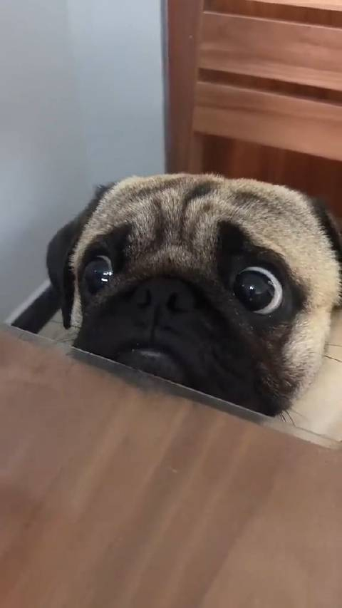 巴哥犬你小心翼翼的样子可爱极了