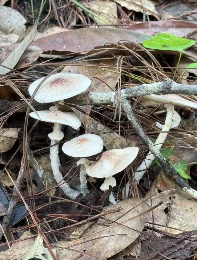 李婷采到的毒菌。图/受访者提供