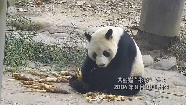 中国大熊猫保护研究中心的大熊猫 彤彤,一只雄性大熊猫