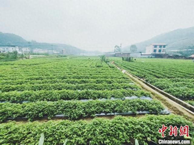 长泰区岩溪镇湖珠村的仙草迎来丰收。长泰区融媒体中心供图