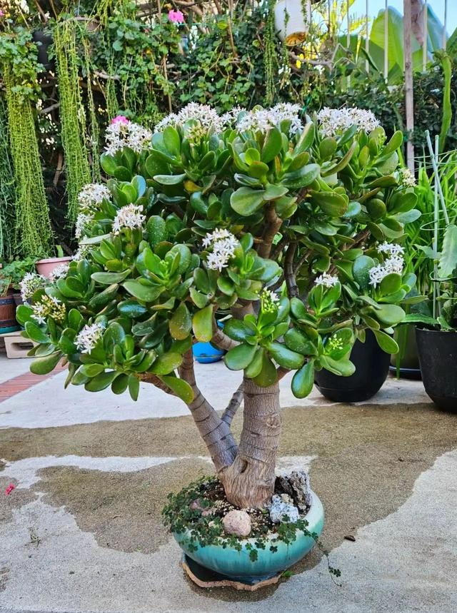 家中有老年人的,建议养5种花,开花红艳艳,寓意好漂亮好养长寿