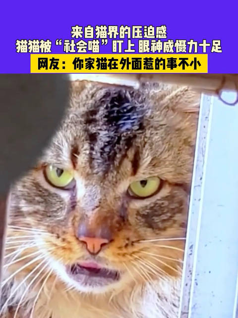 8月13日,河北,来自猫界的压迫感,猫猫被"社会喵"