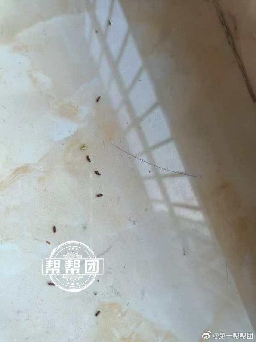 多位居民家中频现小黑虫,居民生活受影响,社区:已展开全面消杀
