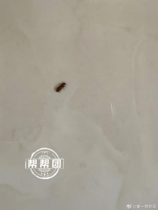 小黑虫吸血图片