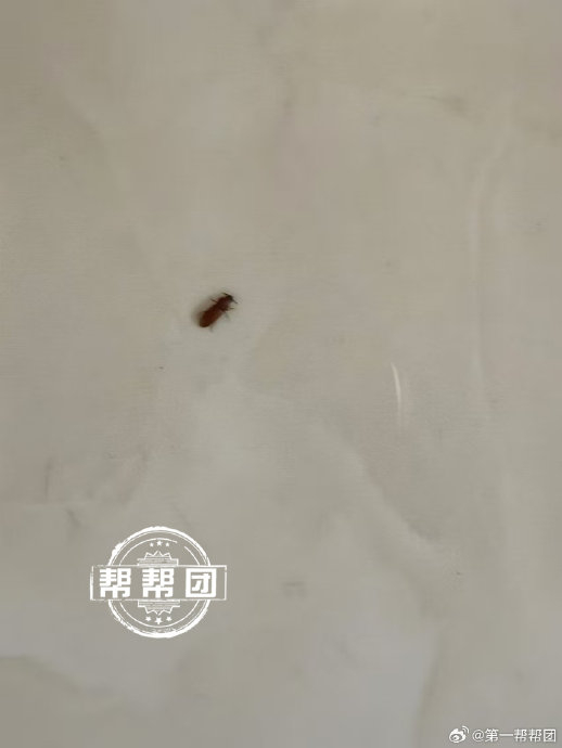 多位居民家中频现小黑虫,居民生活受影响,社区:已展开全面消杀