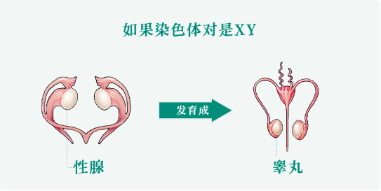 为什么男生的🥚🥚中间,会有一根线?|蛋蛋|阴囊缝|系带|阴囊|中线_新浪新闻