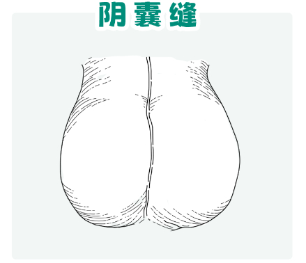 为什么男生的0404中间,会有一根线?|蛋蛋|手术_新浪新闻