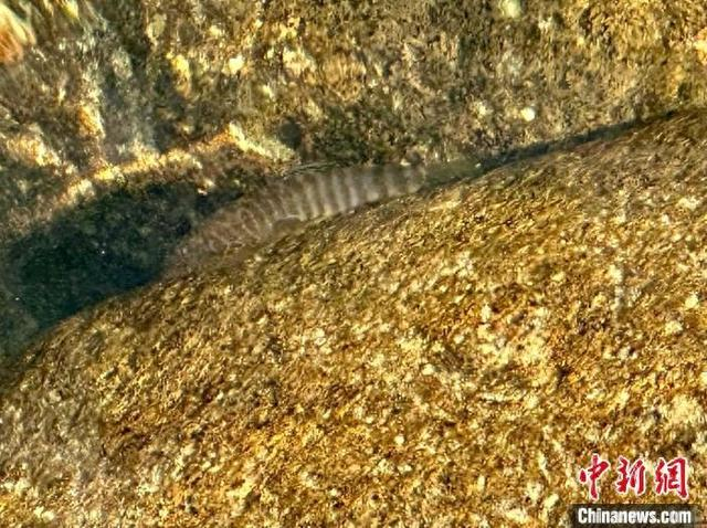 清溪村边的小溪发现中华原吸鳅。张丽君摄