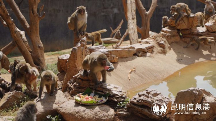 云南野生动物园迎战"秋老虎" 多样消暑妙招让动物乐享清凉