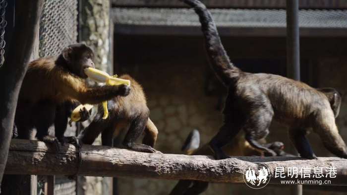 云南野生动物园迎战"秋老虎" 多样消暑妙招让动物乐享清凉