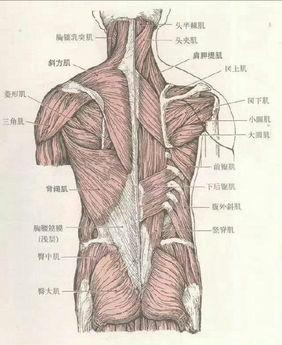 背棘上韧带炎位置图图片