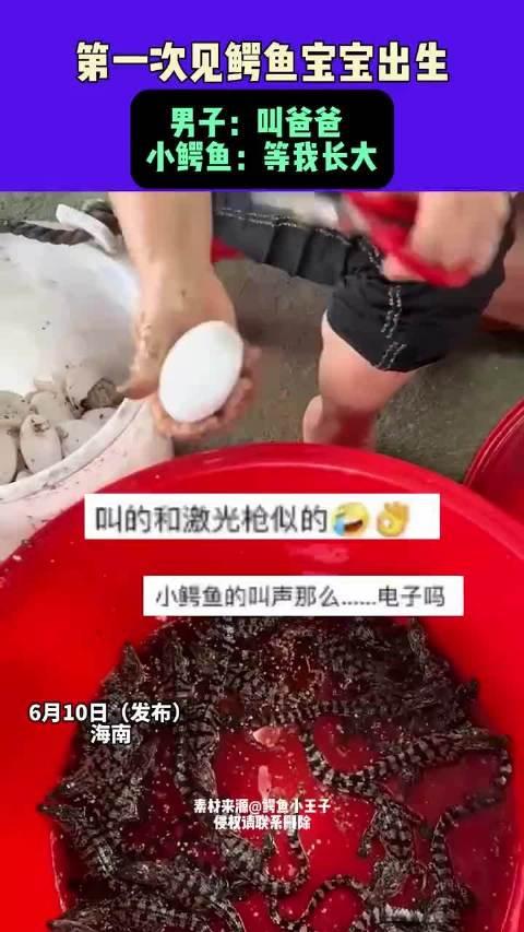 鳄鱼生宝宝图片