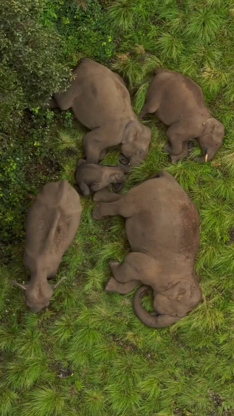 在草地上睡着的大象一家