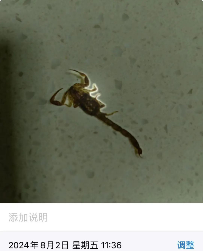 山竹中发现的蝎子。