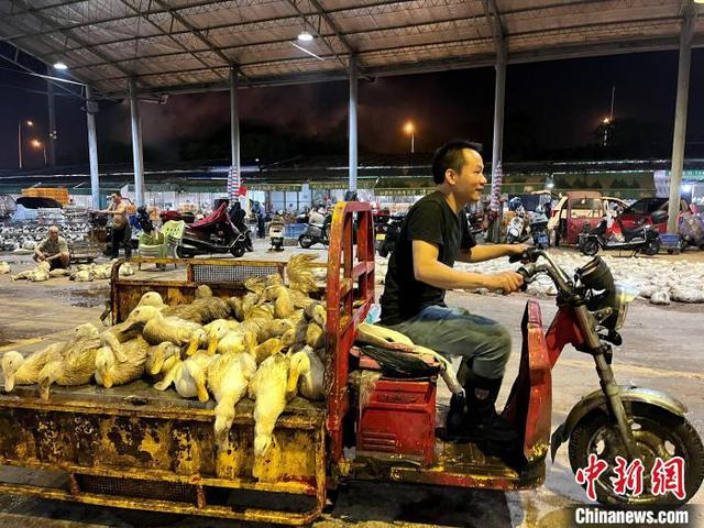 图为商贩选购好鸭子后，正驱车离去。陈梅 摄