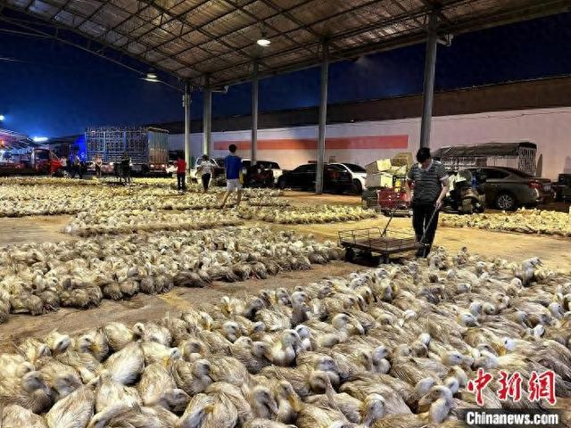 图为8月15日晚，广西柳州市海吉星市场百米鸭棚内，数万只鸭子铺满档口。 陈梅 摄