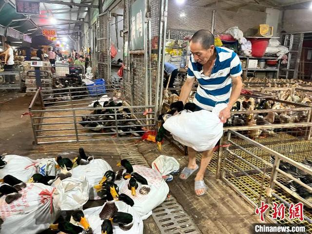 图为商贩在搬运鸭子。陈梅 摄