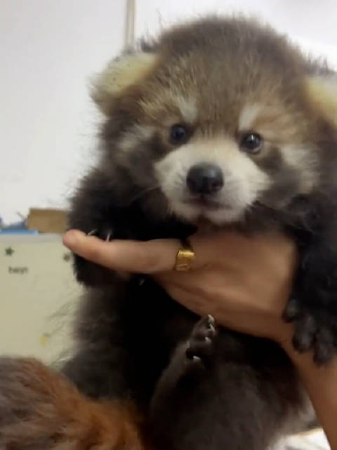 国家一级保护小废物——小熊猫幼崽