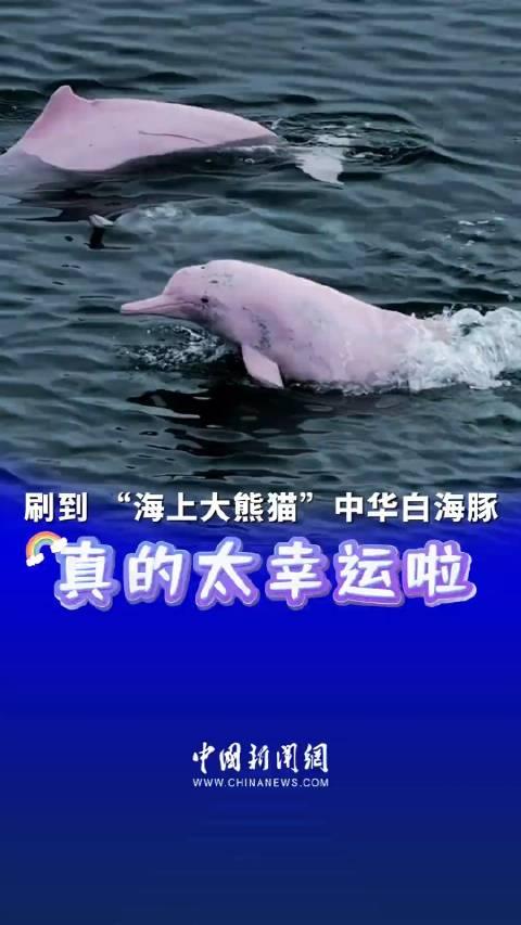 刷到 海上大熊猫中华白海豚真的太幸运啦