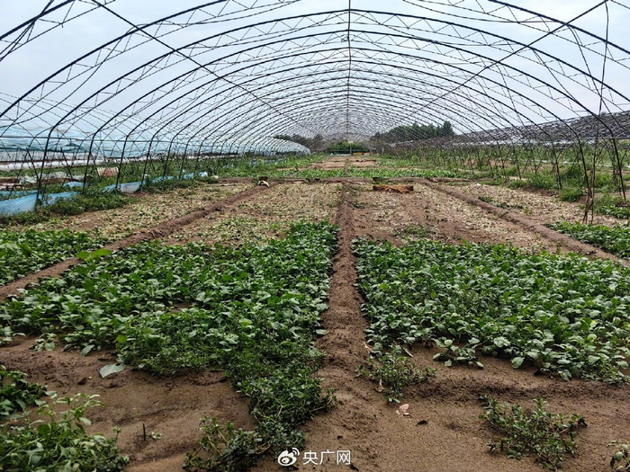 有菜农刚种下不久的大棚绿叶菜（央广网发&nbsp;受访者供图）