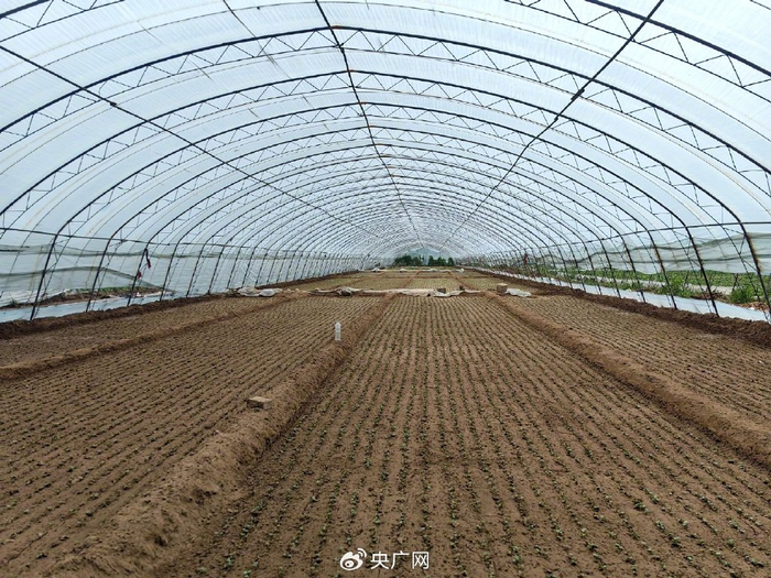 有菜农表示，近日，一些大棚绿叶菜刚种下，正是陆地菜和大棚菜种植交替期（央广网发&nbsp;受访者供图）