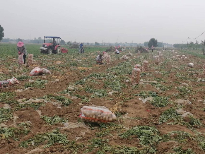 受天气影响，河南南阳镇平县侯集镇蔬菜受灾减产（央广网发&nbsp;受访者供图）