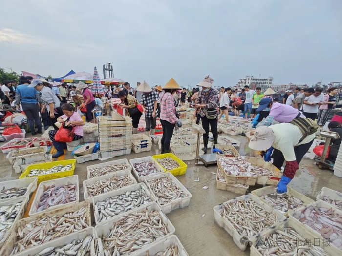这样操作,在外地也能买到北海生猛海鲜!|码头|直播|主播_新浪新闻